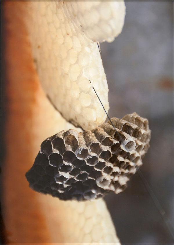 Nemere Kerezsi, Nemere Kerezsi - Wasps in the beehive, 2016